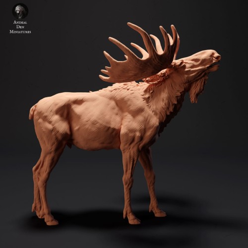 35130425_resize-moose-call-1.jpg