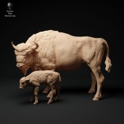 35130426_resize-eu-bison-cow-and-calf-1.jpg