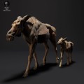 35130427_resize-moose-family-3.jpg