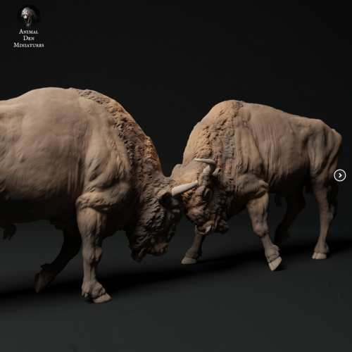 35130429_70_European Bison Bulls Fight.png