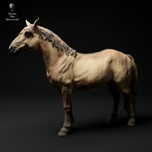 35130431_20_Konik Horse.jpg