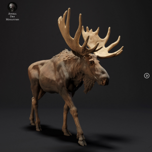 Łoś - idący - 1:35