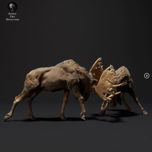 35130433_80_Moose Bulls Fighting.png