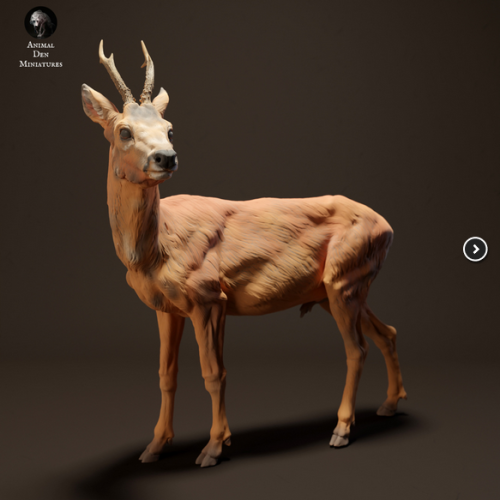 35130435_12_Roe Deer.png