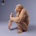 35130227_chimp_female_eat_2.jpg