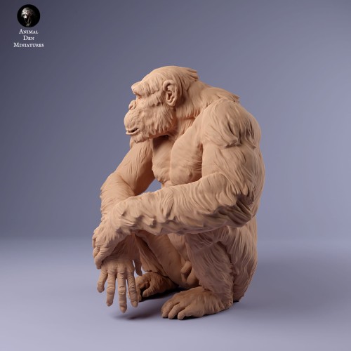 35130230_chimp_male_sit_1.jpg