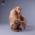 35130230_chimp_male_sit_2.jpg