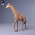 35130234_giraffe_male_walk_1.jpg