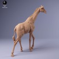 35130234_giraffe_male_walk_2.jpg