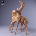 35130235_giraffe_fight_2.jpg