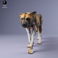 35130238_Painted Dogs Female Sneak 3.jpg
