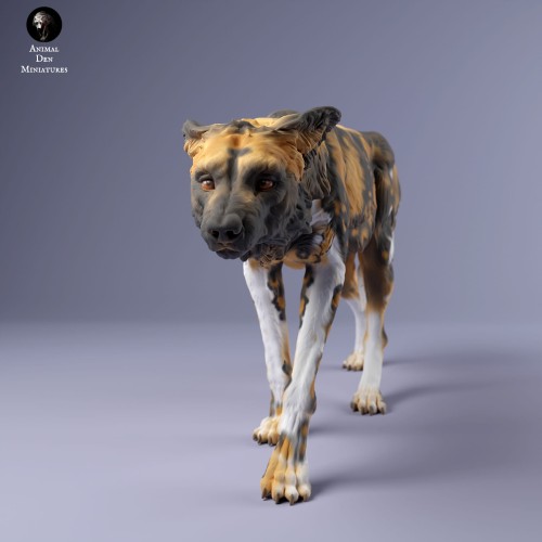 35130238_Painted Dogs Female Sneak 3.jpg