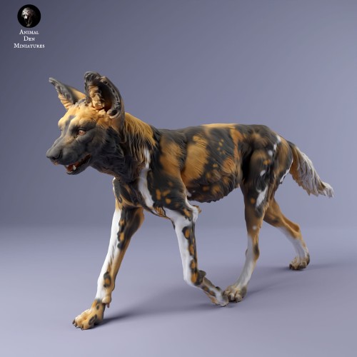 35130239_Painted Dogs Female Walk 3.jpg