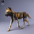 35130239_Painted Dogs Female Walk 3.jpg