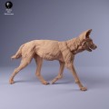 35130239_Painted Dogs Female Walk 2.jpg