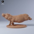35130246_hippo_swim_1.jpg