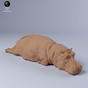 35130248_resize-hippo-sleep-1.jpg
