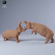 35130249_hippo_fight_1.jpg