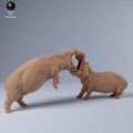 35130249_hippo_fight_2.jpg