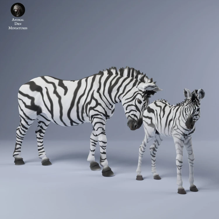 35130251_zebra_female_calf_3.jpg