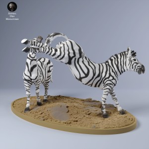 Zebra stepowa - walczące samce - 1:48