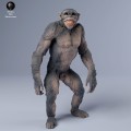 35130243_chimps_grin_3.jpg