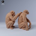 35130244_chimps_groom_2.jpg