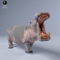35130245_hippo_3.jpg