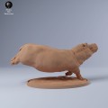 35130246_hippo_swim_2.jpg