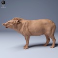 35130253_Brazillian_Tapir_2.jpg