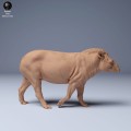 35130254_Brazillian_Tapir_Walk_2.jpg