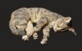 35130109_cat-sleaping-1.jpg