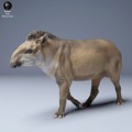 35130254_Brazillian_Tapir_Walk_3.jpg