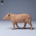 35130254_Brazillian_Tapir_Walk_1.jpg