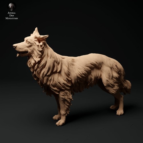 35130114_border-collie-stand_1.jpg