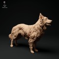 35130114_border-collie-stand_2.jpg
