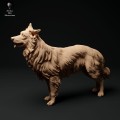 35130114_border-collie-stand_1.jpg