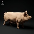 35130312_berkshire-pig-1.jpg