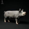35130310_berkshire-boar-stand-3.jpg