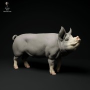 35130310_berkshire-boar-stand-3.jpg