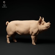 35130310_berkshire-boar-stand-1.jpg