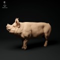 35130310_berkshire-boar-stand-2.jpg