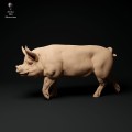 35130311_berkshire-boar-walk_1.jpg
