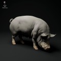 35130313_berkshire-pig-grazing-3.jpg