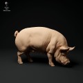 35130313_berkshire-pig-grazing-1.jpg