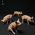 35130315_piglets-1.jpg