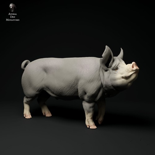 35130310_berkshire-boar-stand-3.jpg