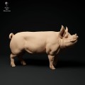 35130310_berkshire-boar-stand-1.jpg