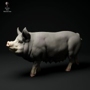 35130312_berkshire-pig-3.jpg