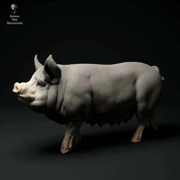 35130312_berkshire-pig-3.jpg